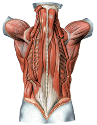 Rueckenmuskulatur